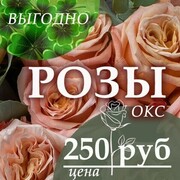 ВСЕ РОЗЫ  по 250  рублей