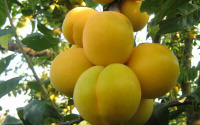 Алыча Prunus divaricataм Прамень (6 лет)