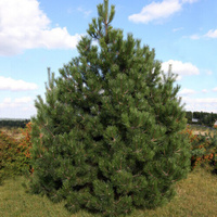 Сосна черная (Pinus nigra Nigra) (150-170см, саженец конт. 70л)
